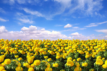 Image showing Bright Happy Field of Marigold Flowers