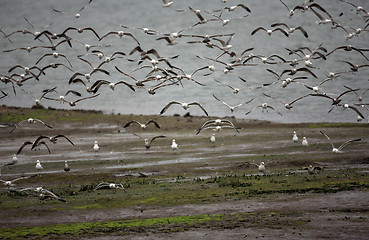 Image showing Flock of Sea Gulls in Mid Flight