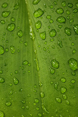 Image showing Green Leaf With Water Drop Texture
