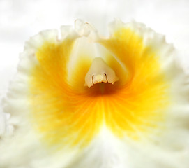 Image showing Macro Shot of an Orchid in the Center