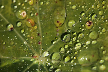 Image showing Extreme Water Droplets on a Leaf Outdoors