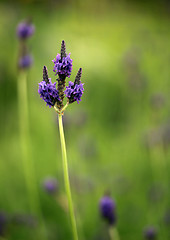 Image showing Lavender Flower Stem in a Bright Field