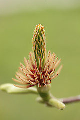 Image showing Magnolia Flower That Lost All Petals