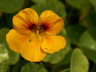 Image showing Orange Petunia With Water Drops in the Sun