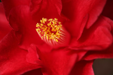 Image showing Red Camelia Rose With Extreme Depth of Field