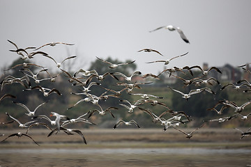 Image showing Sea Gulls Flying in a Group