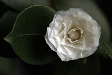 Image showing White Camelia Rose Offset With a Leaf