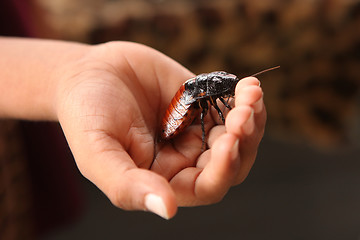 Image showing Handheld Hissing Madagascar Cockroach