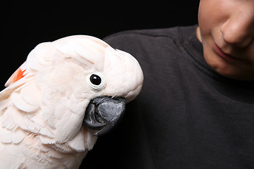 Image showing Moluccan Cockatoo With His Human Companion