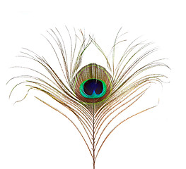 Image showing Peacock Feather Isolated