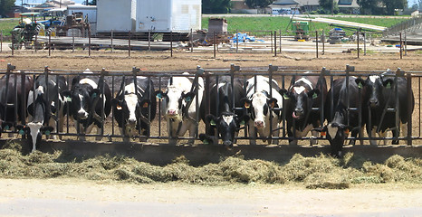 Image showing Row of Feeeding Cows