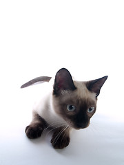 Image showing Siamese kitten laying