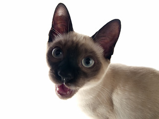 Image showing Siamese kitten crying