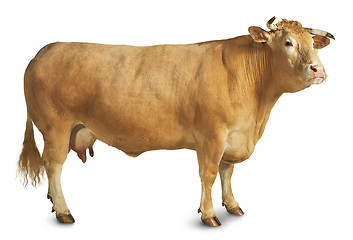 Image showing fair cow