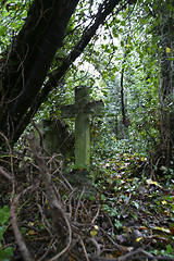 Image showing cross in overgrown grave yard