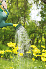 Image showing Watering