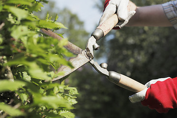 Image showing Trimming