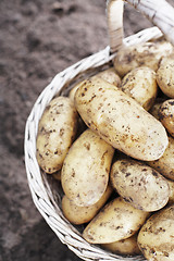 Image showing Potatoes