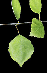 Image showing Birch
