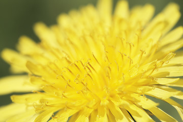 Image showing Dandelion