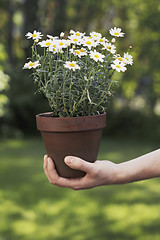 Image showing Flowers