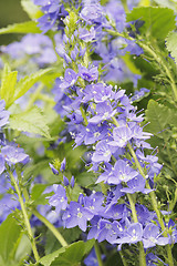 Image showing Hungarian speedwell (Veronica austriaca)