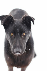 Image showing black dog in snow