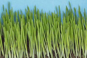 Image showing Barley seedlings