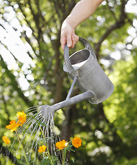 Image showing Watering