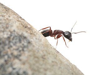 Image showing Curious Ant