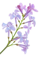 Image showing Lilac