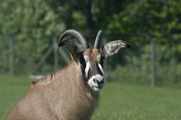 Image showing Animal