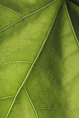 Image showing Leaf