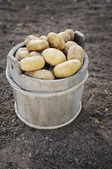 Image showing Potatoes