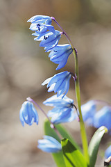 Image showing Siberian squill (Scilla siberica)