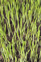 Image showing Barley seedlings