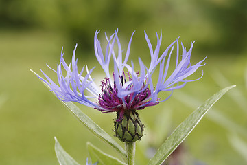 Image showing Perennial Cornflower