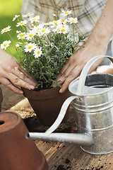 Image showing Potting