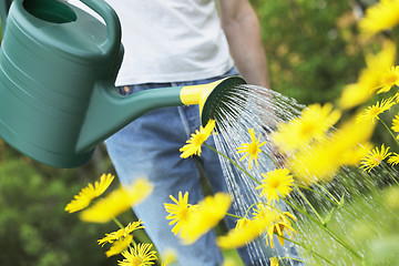 Image showing Watering