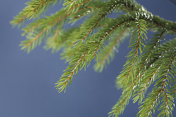 Image showing Spruce