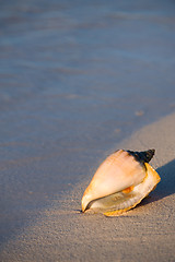 Image showing Queen conch