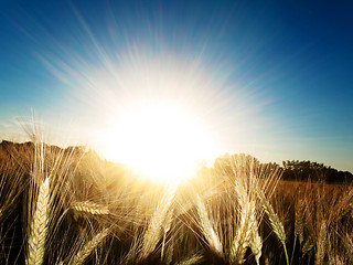 Image showing Golden wheat field