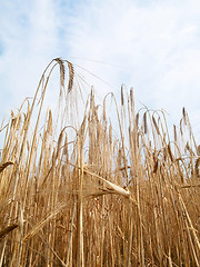 Image showing Golden wheat field