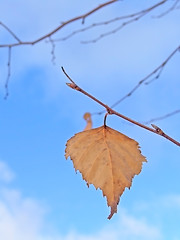 Image showing Last leaf