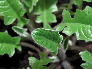 Image showing Green leaves