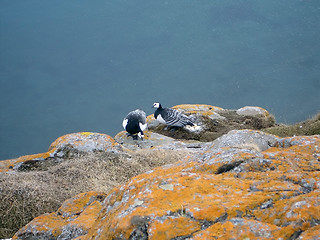 Image showing Near the nest