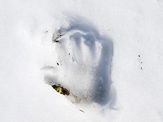 Image showing Hand print