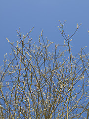 Image showing Spring tree