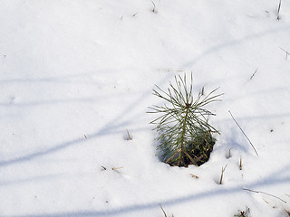 Image showing Pine in snow