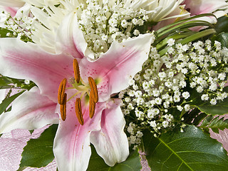 Image showing Lily flower